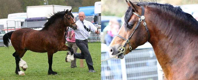 Welsh Cob Stallion - Kylebeck Crespo